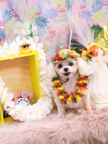 20250828サクラちゃん