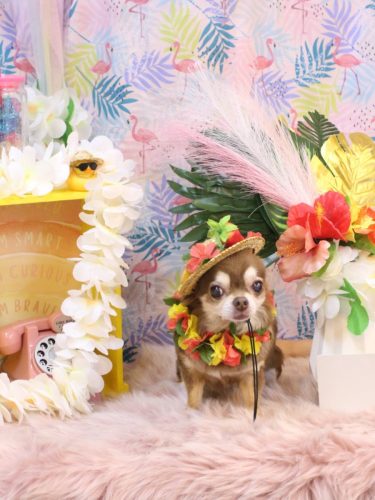 20250828さくらちゃん