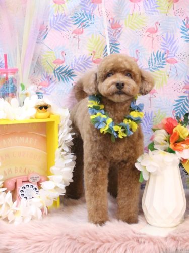 20250829ぷぷくん