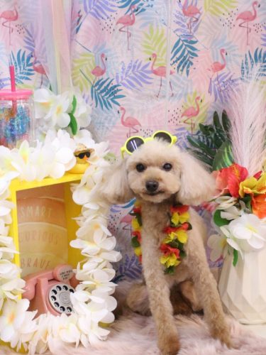 20250829うたちゃん