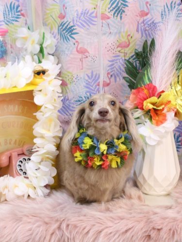 20250829ぺこちゃん