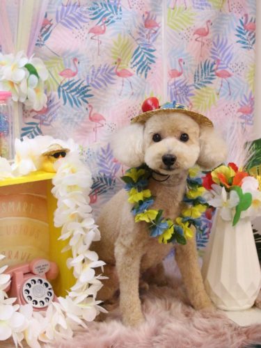 20250830モコくん 