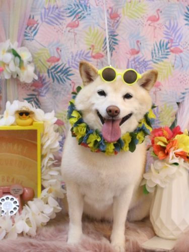 20250830メイちゃん