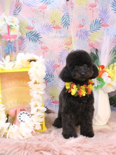 20250830ココちゃん