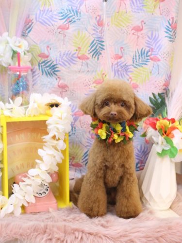 20250830くるるくん