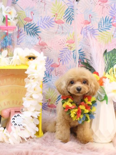 20250830らぶちゃん