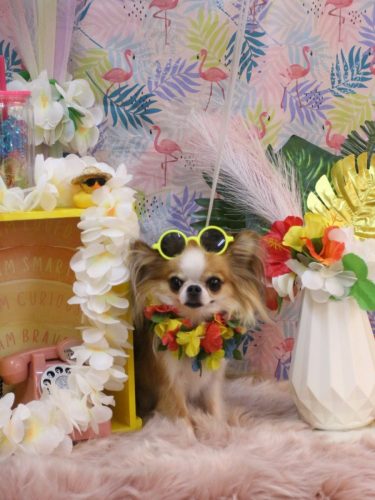 20250831プリュ―くん