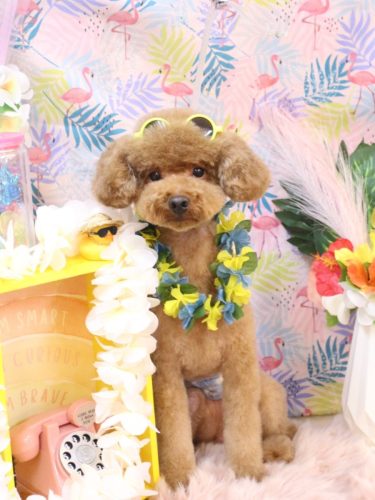 20250831まめくん