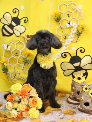 20250902ピピちゃん