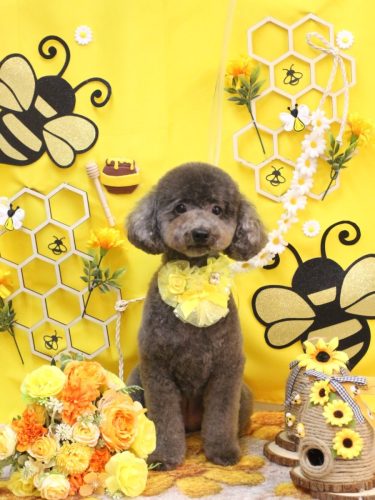 20250903chipieちゃん