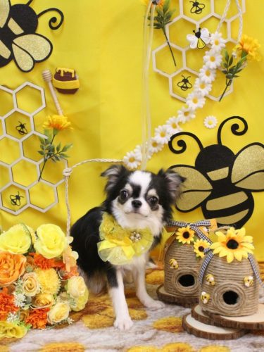 20250903はなまるちゃん 