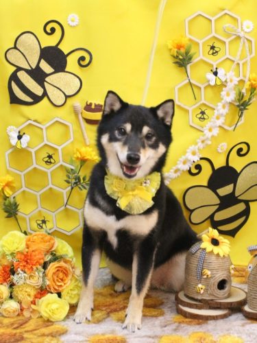 20250905小町ちゃん