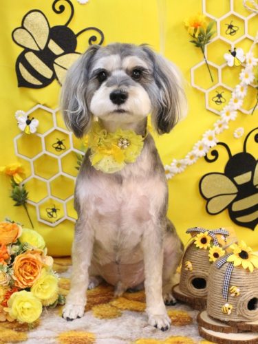 20250905パピコくん