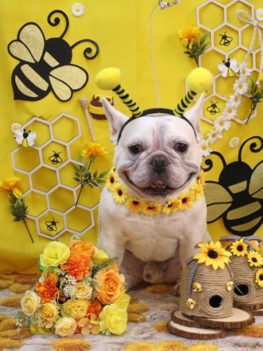 20250905ブーくん