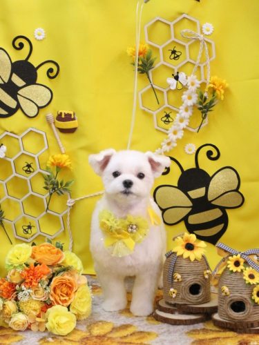 20250906まるちゃん