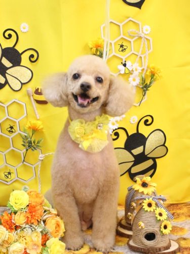 20250906チロくん