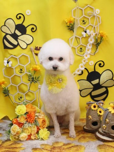 20250906MAPLEちゃん