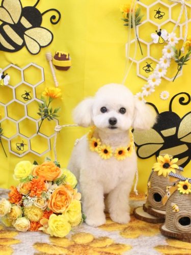 20250906ポコちゃん