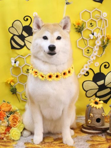 20250906梅子ちゃん