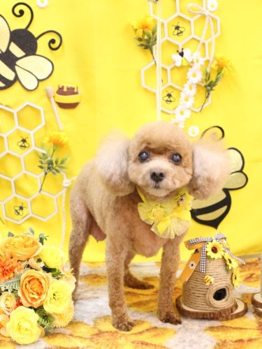 20250906フーちゃん