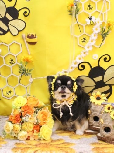 20250906プリンちゃん