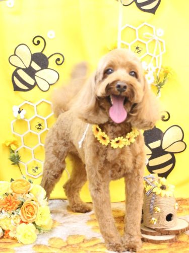 20250907テディくん