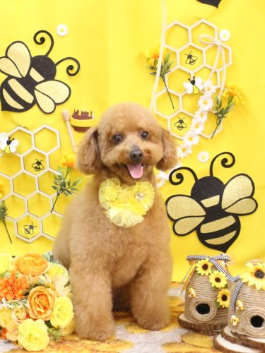 20250907チョコちゃん