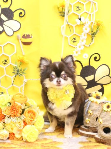 20250907ラブちゃん