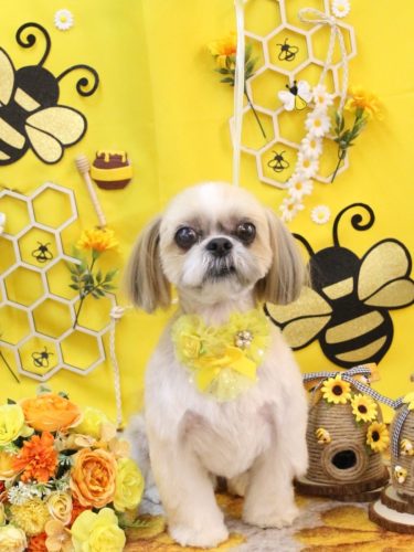 20250907ちょびくん