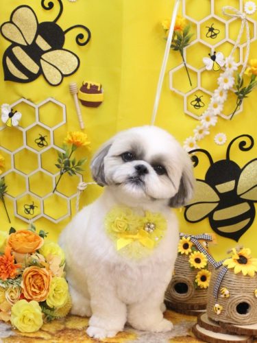 20250907みたらしちゃん