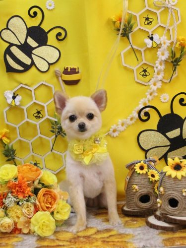 20250909チョコちゃん