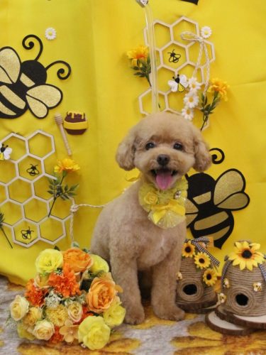 20250909ぽっきーくん