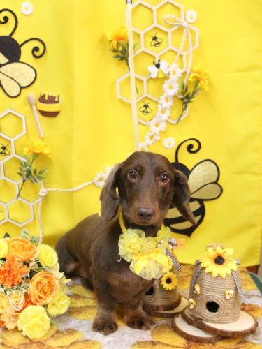 20250909チョペくん