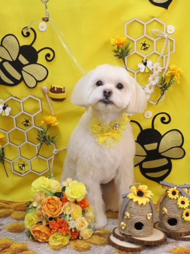 20250910あずきくん