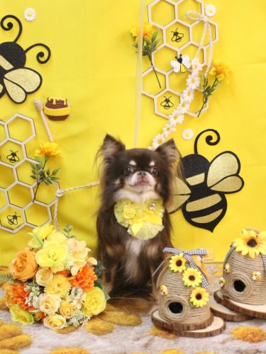 20250910チロルくん