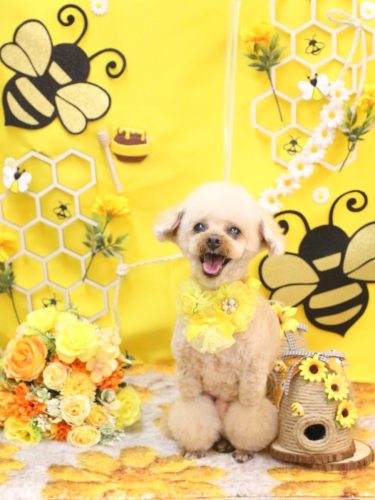 20250910マロンちゃん