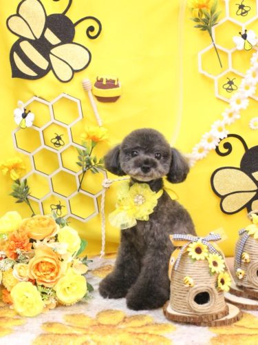 20250911ラテちゃん