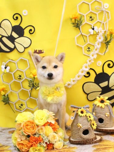 20250911春ちゃん