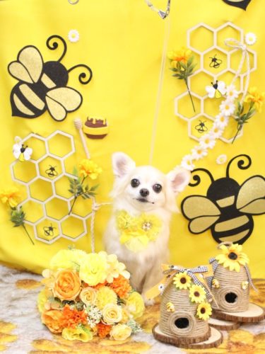 20250911ミルクちゃん