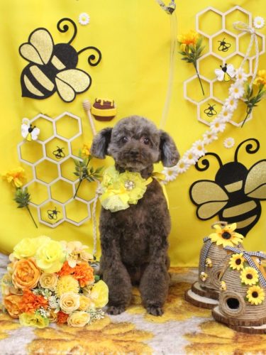 20250911モカくん