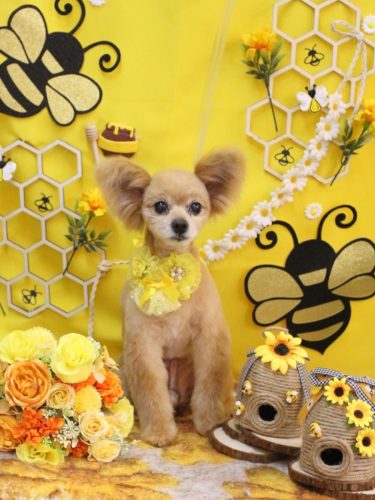 20250912クッキーくん