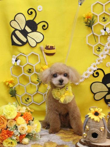 20250912マロンくん