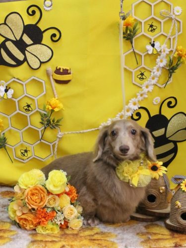 20250912ぺこちゃん