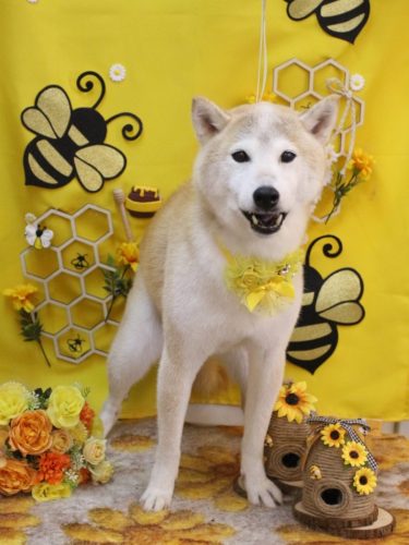 20250913ハナ子ちゃん