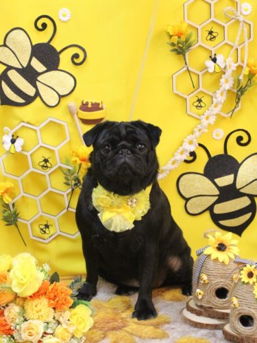 20250913ブブちゃん