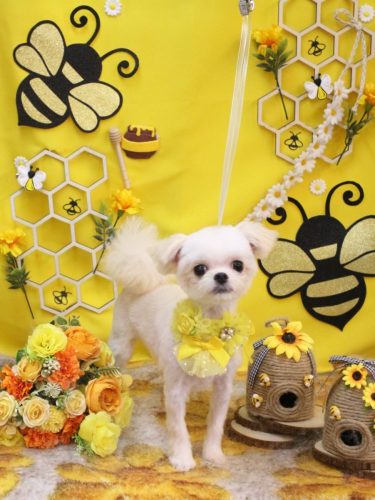 20250913ぷぷちゃん