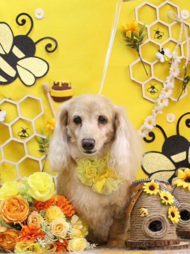 20250914グラちゃん