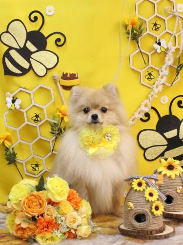 20250914アッシュくん