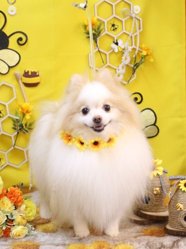 20250915ぷるりちゃん