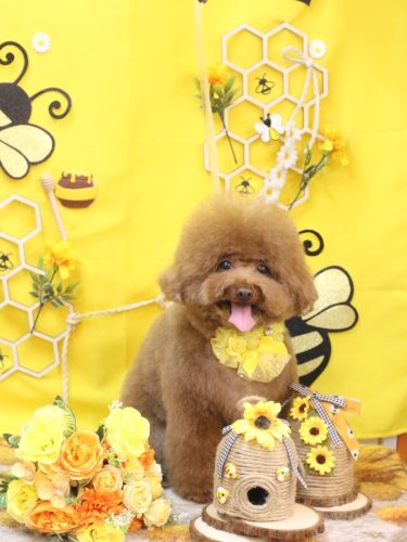 20250915てんくん